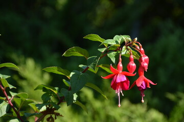 Pink flowers of the perennial ornamental plant fuchsia