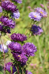 Asters of various shades of purple grow in a flowerbed in the garden.