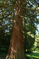 A large old coniferous sequoia tree with a brown thick trunk