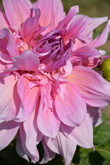 Fototapeta premium A beautiful pink dahlia flower close-up