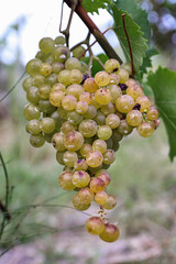 Close-up of white Muscat grapes on a vine in Italy. Fresh ripe grape clusters in a vineyard, symbolizing winemaking, viticulture, Mediterranean tradition, and Italian countryside agriculture.