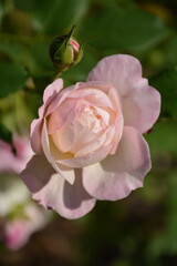 A close-up of a beautiful, delicate varietal rose