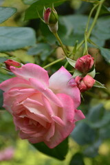 Fototapeta premium A close-up of a beautiful pink rose on a stem in the garden