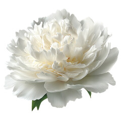 Close-up of a large, pristine white peony.  Its many layers of petals create a full, rounded bloom.  Green foliage is visible at the base