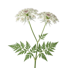 Two delicate white queen anne's lace flowers with green leaves on a transparent background
