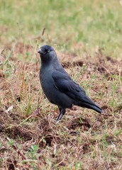 Obraz premium A jackdaw in the muddy grass