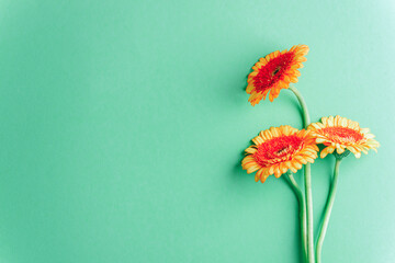 Three orange gerbera flowers with stems on green pastel background. Top view, flat lay