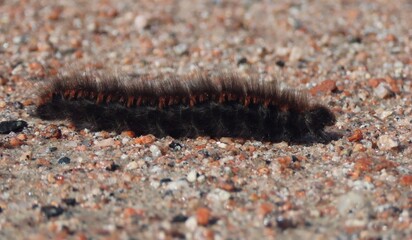 The caterpillar of a fox moth