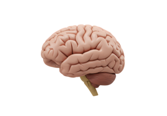 Human Brain Anatomy Detailed View of Cerebral Cortex and Cerebellum isolated on transparent background