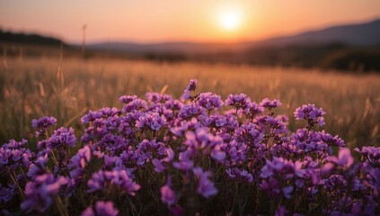 Fototapeta premium lavender field at sunset