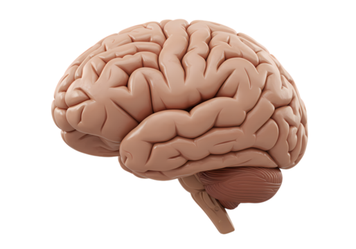 Human Brain Anatomy Detailed 3D Render of Cerebral Cortex Gyri and Sulci isolated on transparent background