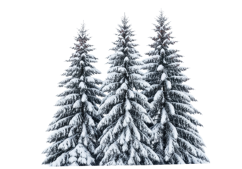 Three majestic, pyramidal fir trees laden with soft, pristine powdery snow, dark green needles, against crisp white background, clear winter sky, soft natural light. Serene winter nature concept