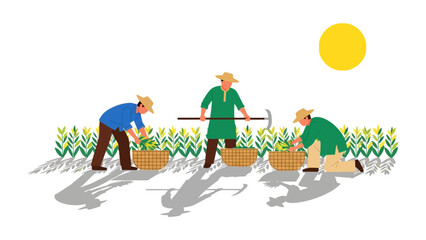 Harvesting in the Field: Three farmers toil diligently under the sun's warm glow, meticulously gathering the golden bounty. This captures the essence of rural life, agricultural work.