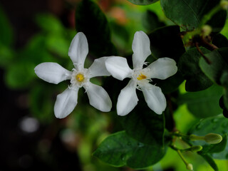 Delicate White Pinwheel Flowers