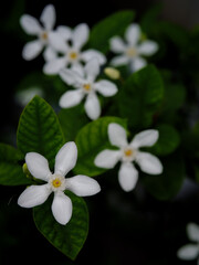 Cluster of Pure White Pinwheel Flowers