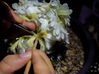 Meticulous Hands Performing Nocturnal Pollination of a Night-Blooming Cactus