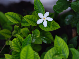 The Single White Pinwheel Flowers