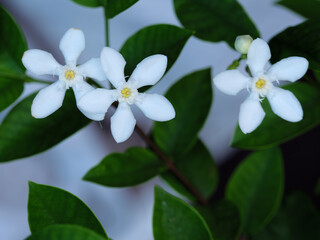 Cluster of Pure White Pinwheel Flowers