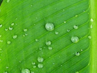 Fresh Morning Dew on a Vibrant Green Leaf