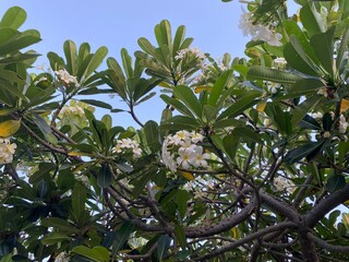 lemon tree in the garden