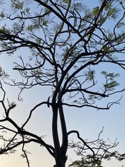 dead tree silhouette