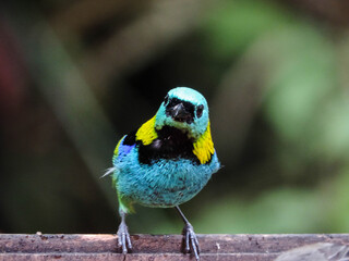 Colorful Tropical Bird Close-up with Vibrant Plumage