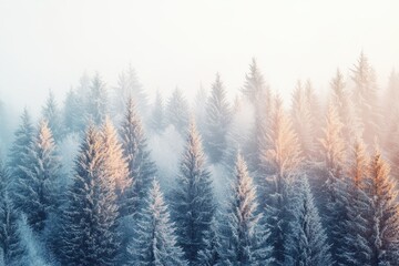 Snow-Covered Pine Forest In Morning Light. Winter Landscape With Serene Atmosphere
