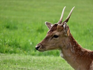 The head of a deer in Phoenix Park, Dublin