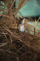 Adorable beige mouse with white belly and sweet little face sitting in dry grass, looking to the side. Charming wildlife scene in nature.