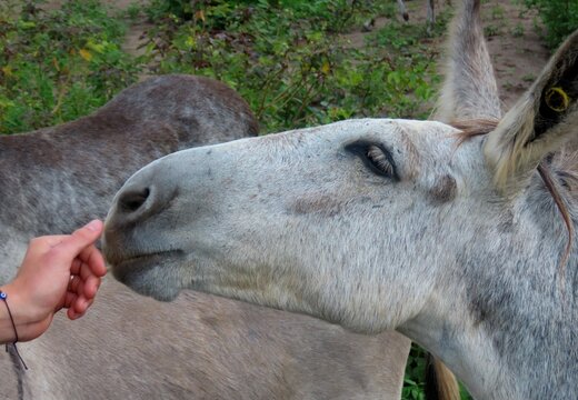 A curious donkey up close at Statia, Caribbean