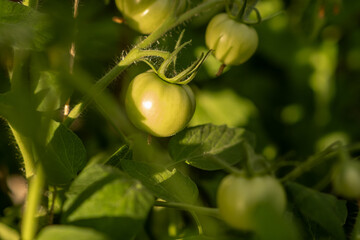 Green Tomatoes Growing on Vines in a Garden During Late Afternoon Sunlight Adding a Vibrant Touch...