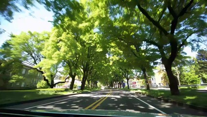 Car driving down street with trees in the background. A peaceful road with trees driving. A beautiful green and sunny scenery in the outdoors. A vehicle moving along a road with trees in lifestyle.