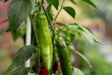 Obraz premium Fresh Green Chili Peppers Growing on a Plant in a Garden After Rain During the Summer Season Showcasing Vibrant Colors and Droplets