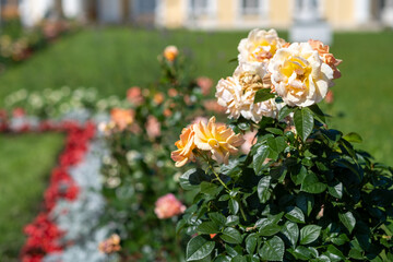Beautiful Blooming Roses in a Vibrant Garden Setting During a Sunny Day in Spring