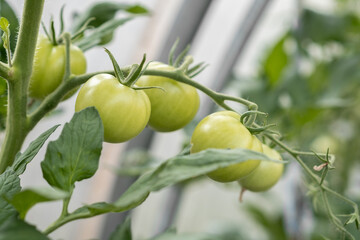 Fresh Green Tomatoes Growing on Vines in a Greenhouse During Daytime