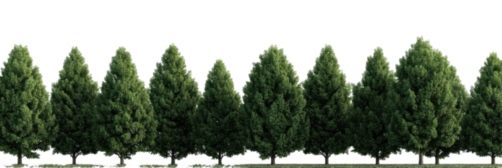 Row of Coniferous Trees