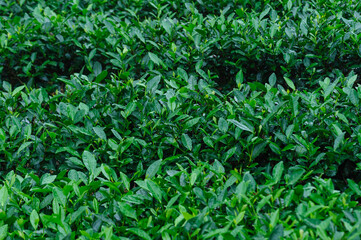 Green tea shoots grow in spring mountains