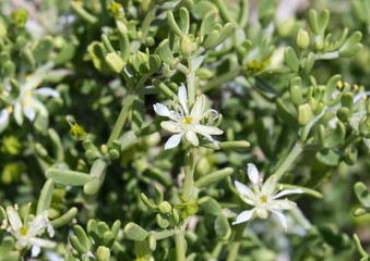 Bushy Bean caper plant (lat.- Zygophyllum dumosum, Tetraena dumosa)