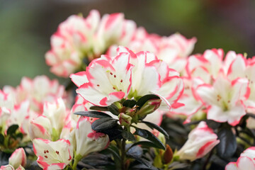Beautiful azalea blooming pink flowers (lat.- Rhododendron)