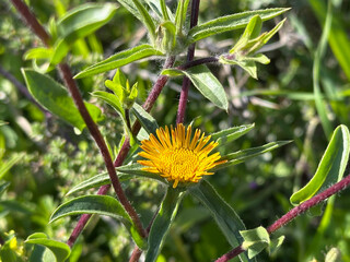 Blossom spiny starwort or spiny golden star (lat.- Pallenis spinosa)