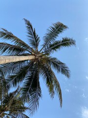 Fototapeta premium coconut palm tree