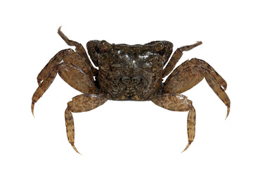Back view red claw marsh crab (perisesarma eumolpe), Red claw marsh crab closeup on isolated background