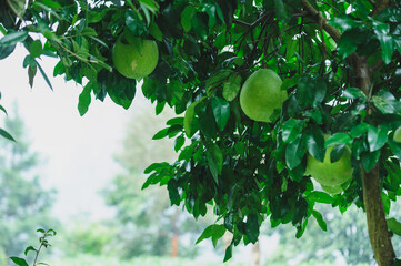 Green shaddock grow on tree in autumn