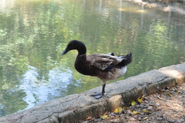 A duck is standing on a ledge near a body of water. The duck is looking to the right