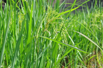 A field of rice plants with green grass in between. The rice plants are tall and green, and the grass is also green and tall. Concept of growth and abundance, as the rice plants