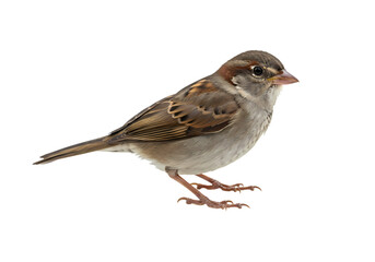 House Sparrow Detailed Closeup of a Common Bird isolated on transparent background