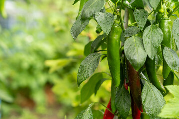 Vibrant Chili Pepper Plants With Raindrops Glistening in a Lush Garden During Early Morning Hours