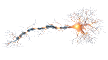 Detailed neuron structure, intricate network of extensions