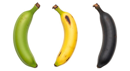 Three bananas showing ripening stages isolated on transparent background