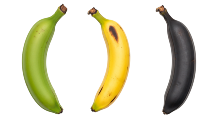 Three bananas showing ripening stages isolated on transparent background